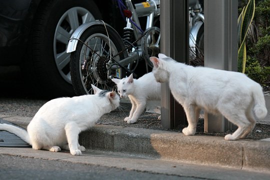 街のねこたち