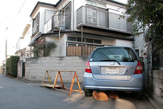 街のねこたち