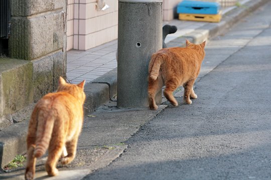 街のねこたち