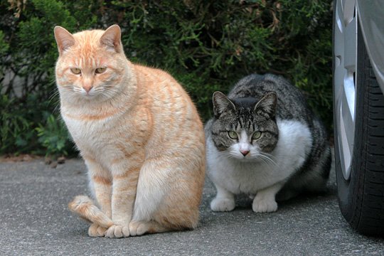 街のねこたち