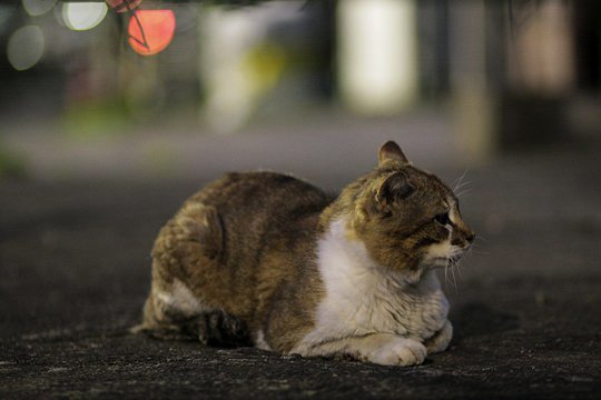 街のねこたち