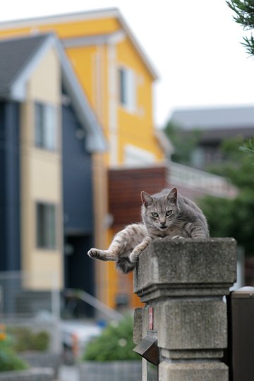 街のねこたち