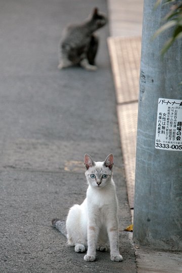 街のねこたち