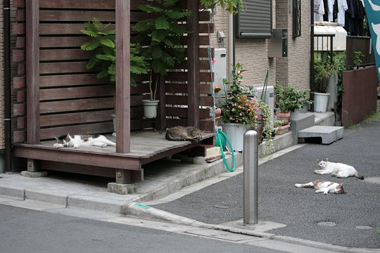 街のねこたち