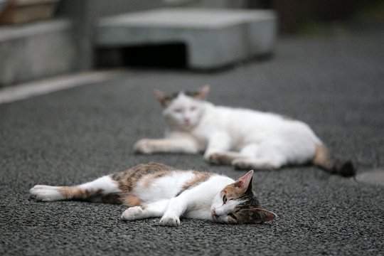 街のねこたち