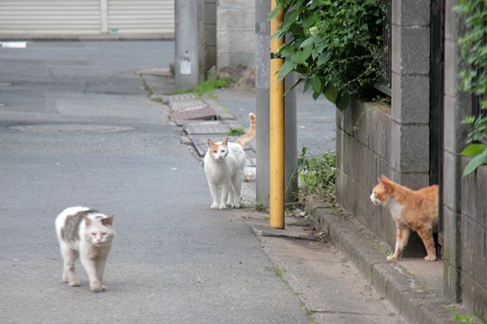 街のねこたち