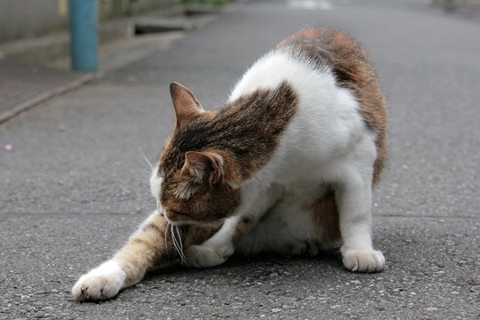 街のねこたち