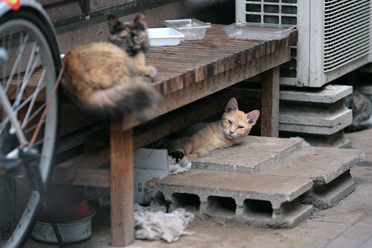 街のねこたち