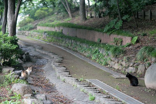 街のねこたち