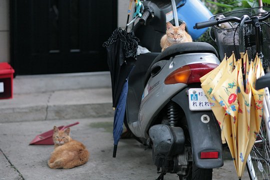 街のねこたち