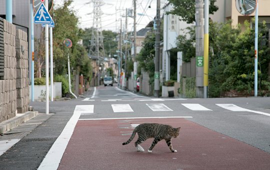 街のねこたち