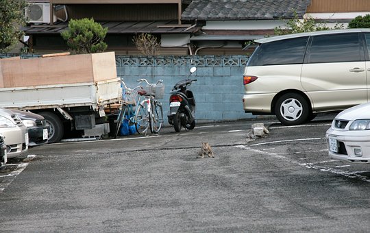 街のねこたち