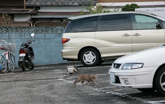 街のねこたち