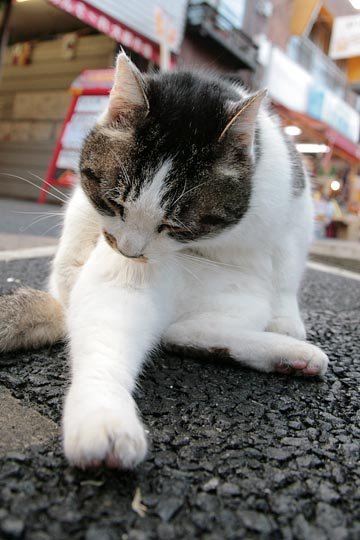街のねこたち
