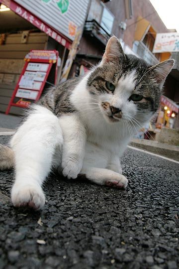 街のねこたち