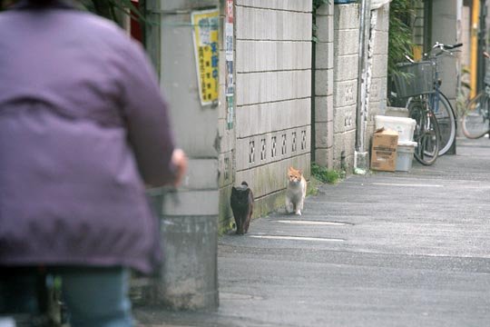 街のねこたち