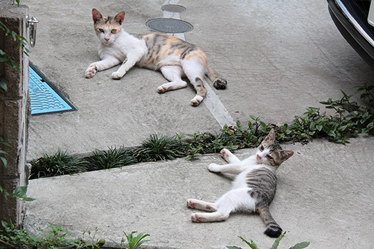 街のねこたち