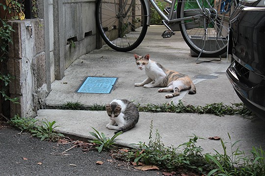 街のねこたち