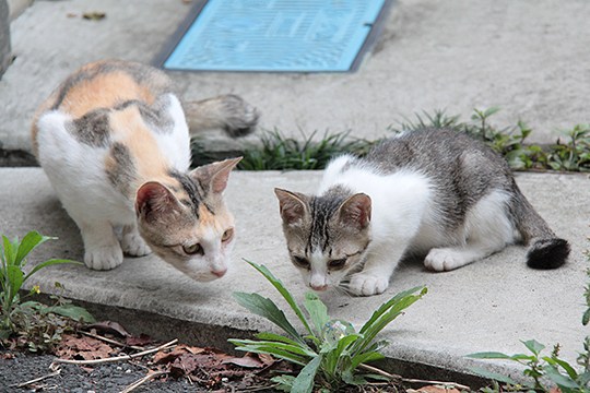 街のねこたち