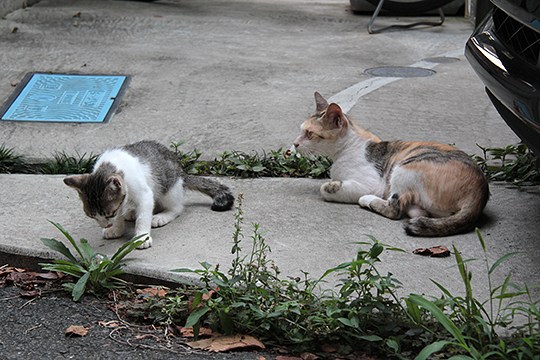 街のねこたち