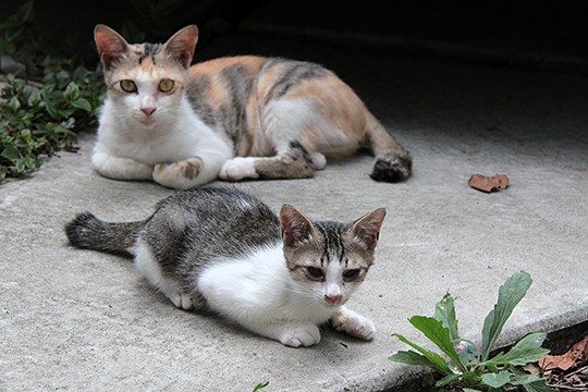 街のねこたち