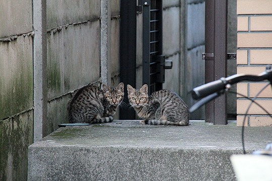 街のねこたち