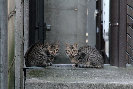 街のねこたち