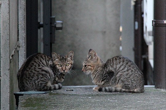 街のねこたち