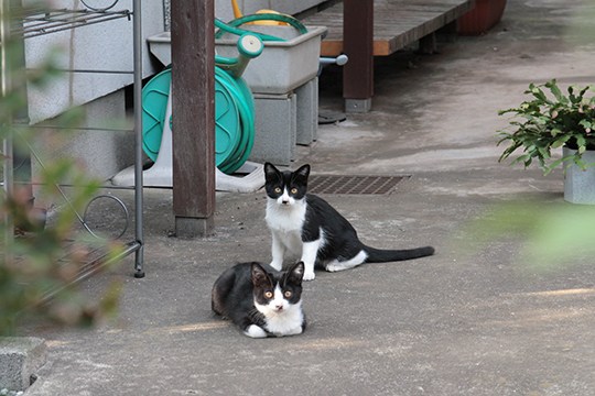 街のねこたち