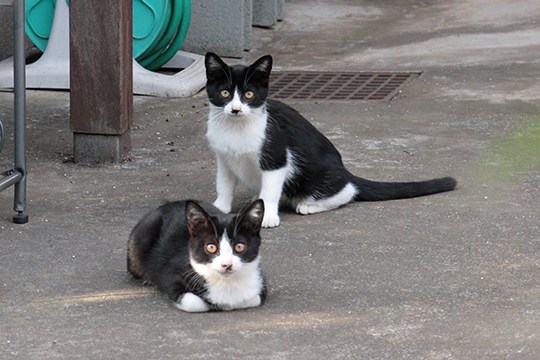 街のねこたち