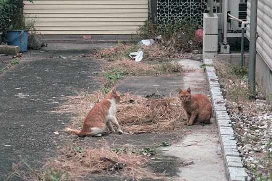 街のねこたち