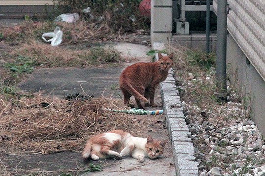 街のねこたち