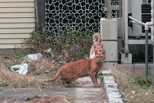 街のねこたち