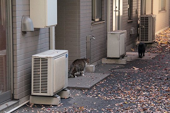 街のねこたち