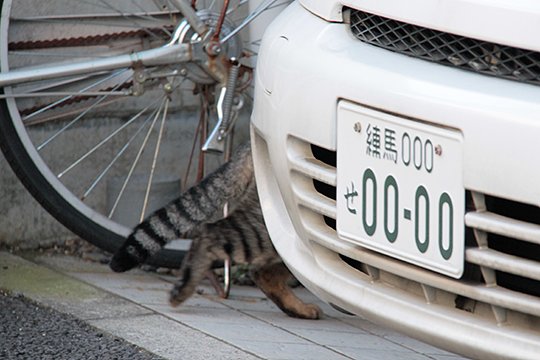 街のねこたち
