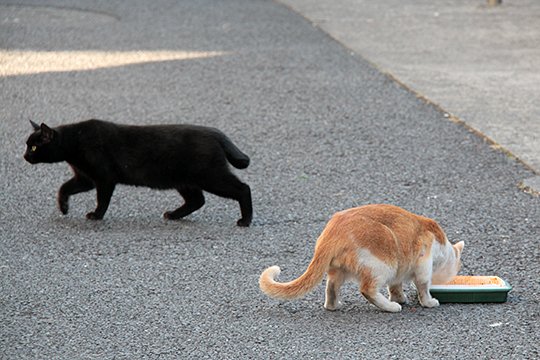 街のねこたち