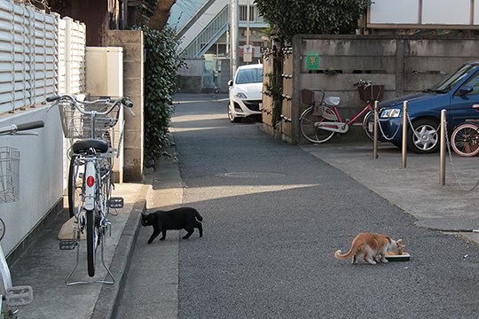 街のねこたち