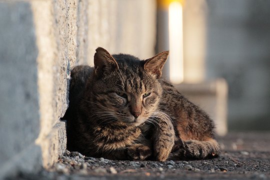 街のねこたち