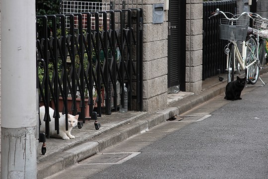 街のねこたち