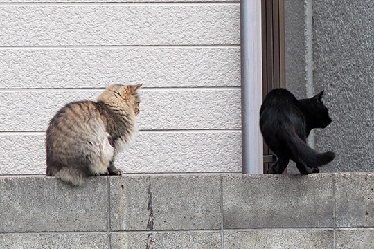 街のねこたち