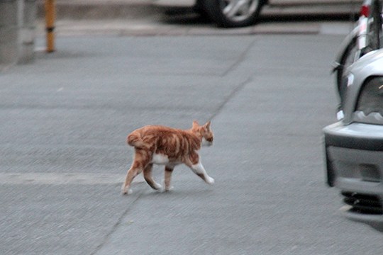 街のねこたち