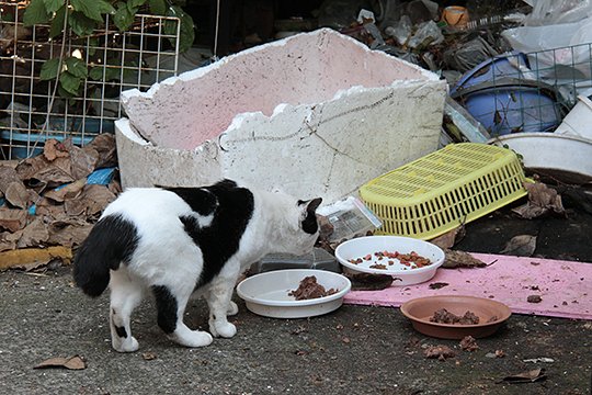 街のねこたち