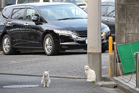 街のねこたち