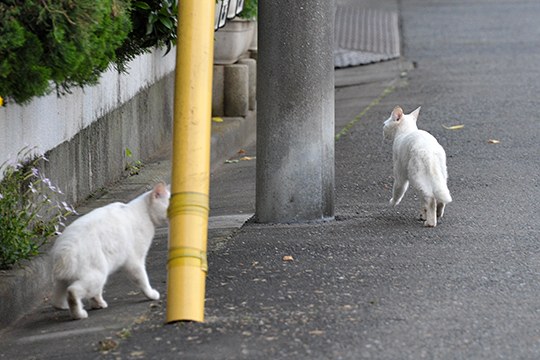 街のねこたち