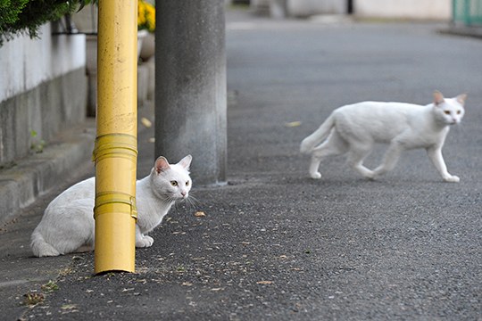 街のねこたち