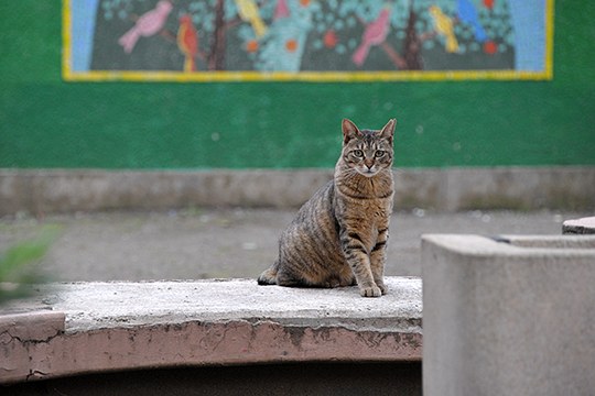 街のねこたち