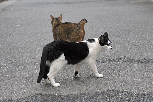 街のねこたち