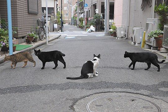 街のねこたち