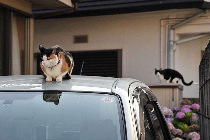 街のねこたち