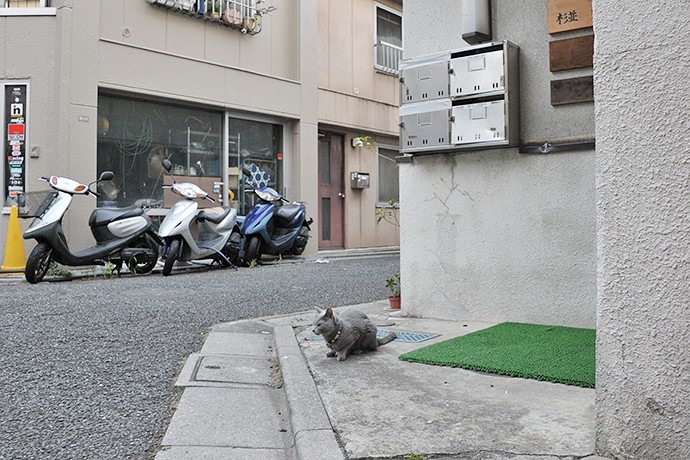 街のねこたち